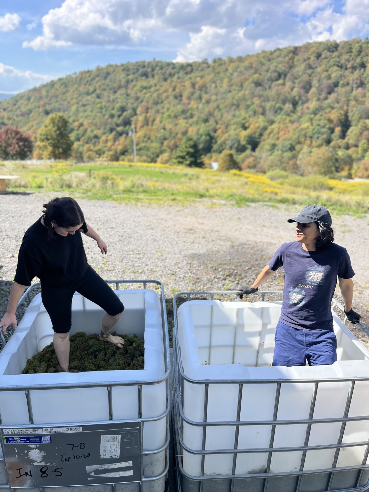 Treading grapes together in the harvest totes