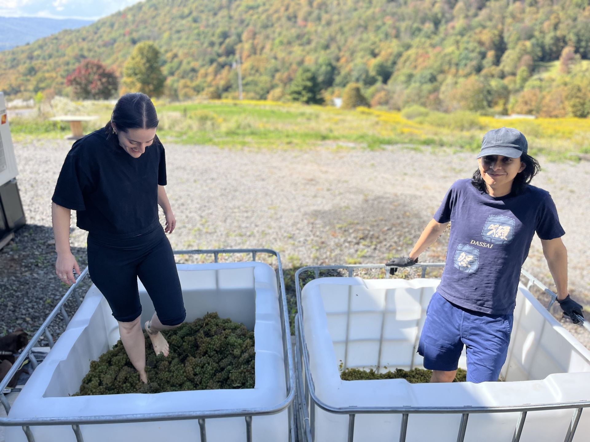 Dennis and Leyana treading grapes together in the harvest totes