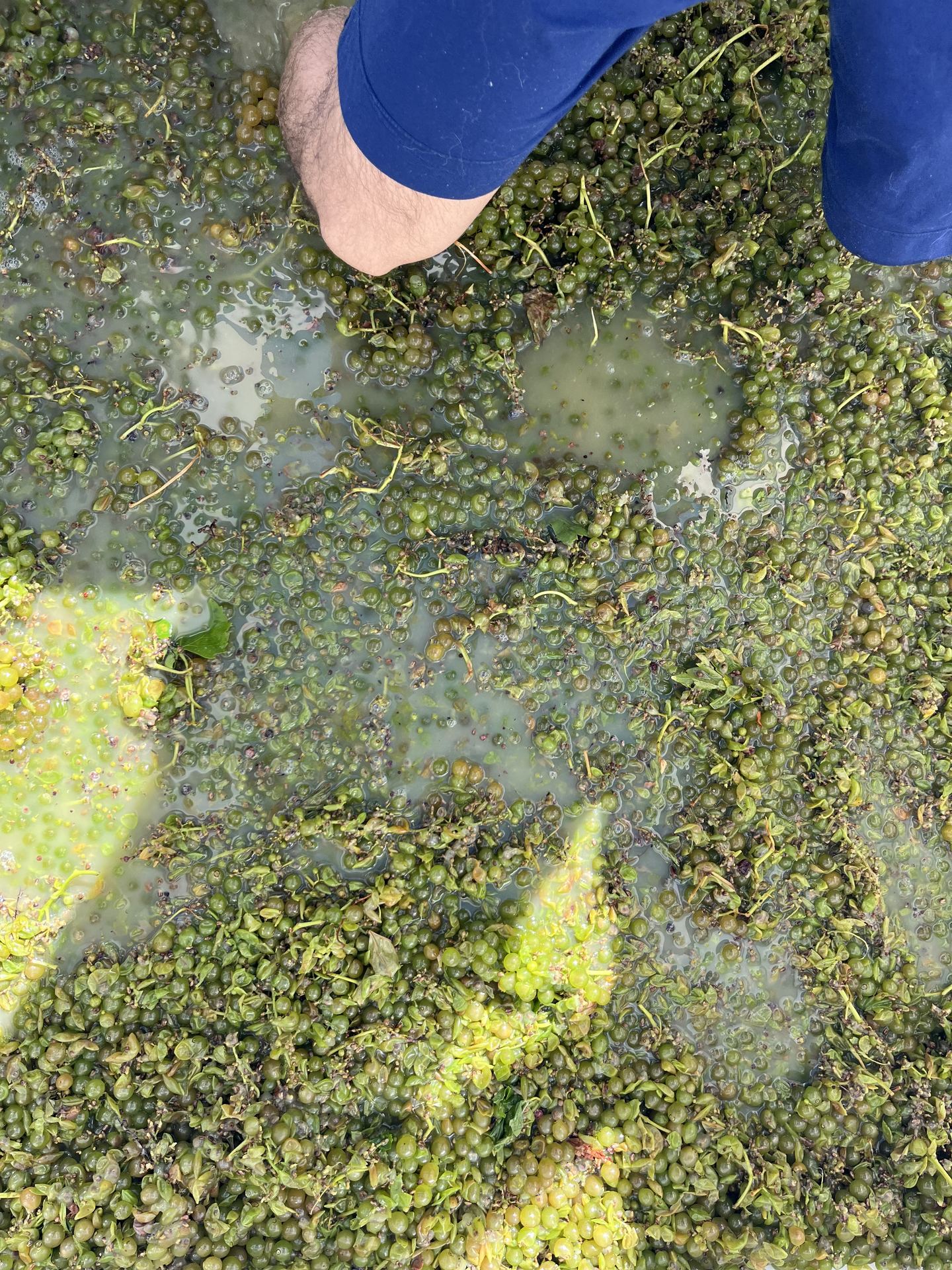 Pigeage — foot-treading the Seyval Blanc must