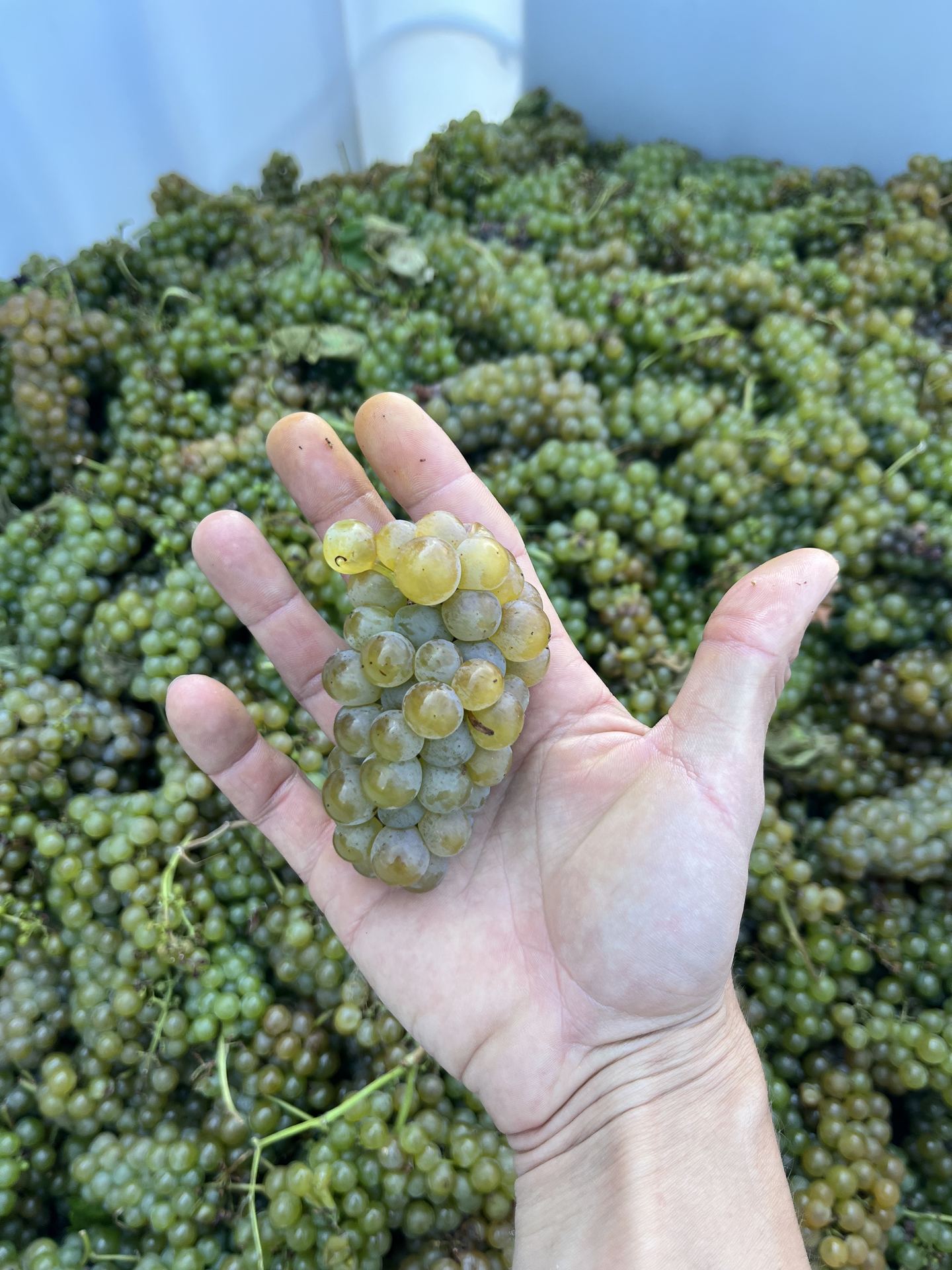 A hand-picked cluster of Seyval Blanc grapes