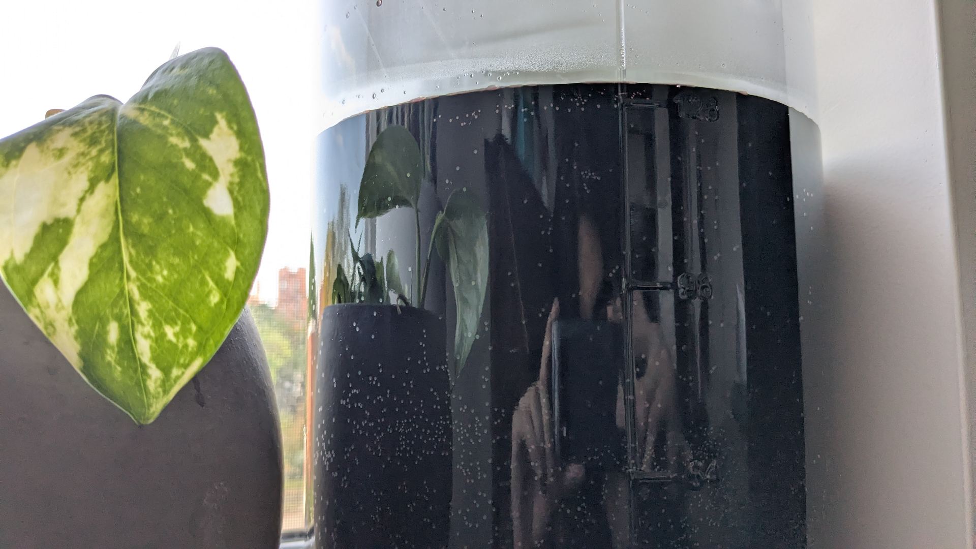 Demi-rancio wine undergoing light exposure