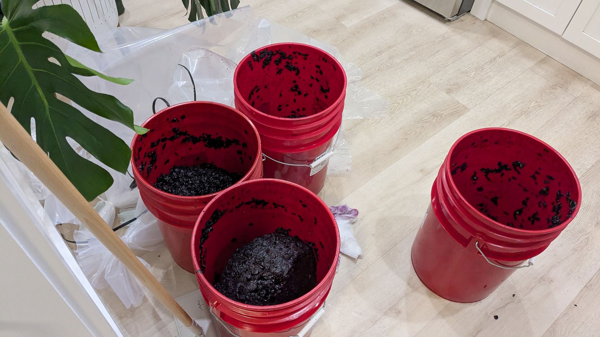 Alicante Bouschet grape must
